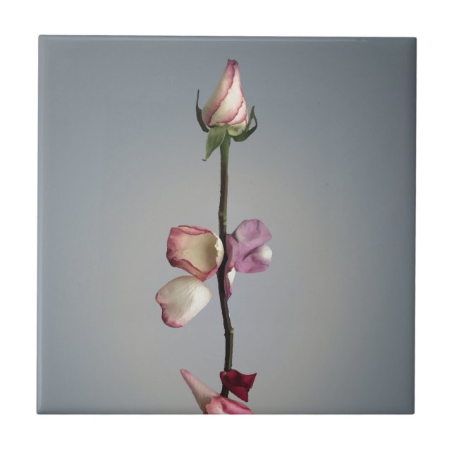Until the last petal... tile (Front)