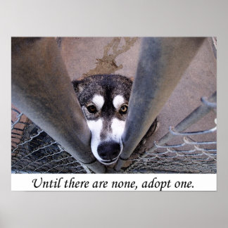 Until there are none, adopt one (watercolor) poster