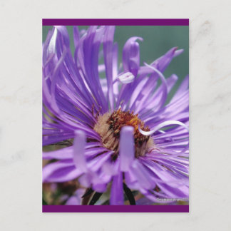 Untitled Aster Number 11 Postcard