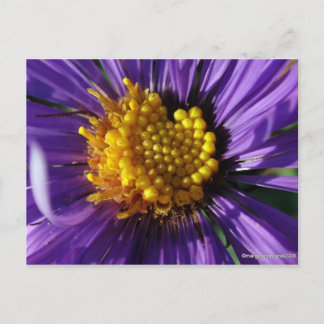 Untitled Aster Number 8 Postcard