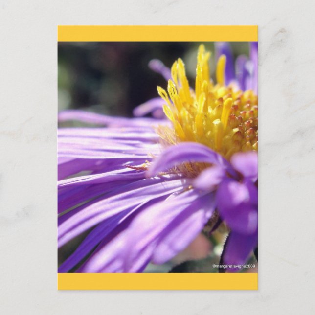 Untitled Aster Number 9 Postcard (Front)