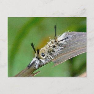 Untitled Postcard