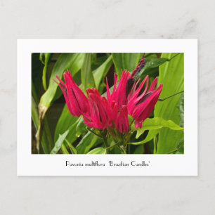 Unusual Brazilian Candles or Many Flowers Postcard