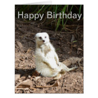 Unusual Cheeky White Meerkat, Birthday Card