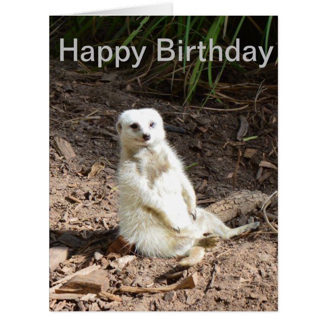 Unusual Cheeky White Meerkat, Birthday Card (Front)