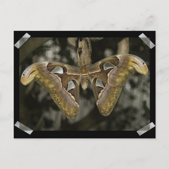 Unusual Moth Postcard (Front)