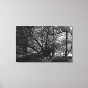 Unusual Tree, Bute Park, Cardiff, Wales BW Canvas Print