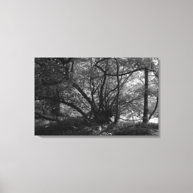 Unusual Tree, Bute Park, Cardiff, Wales BW Canvas Print (Front)