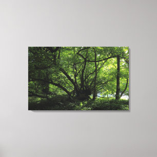 Unusual Tree, Bute Park, Cardiff, Wales Canvas Print