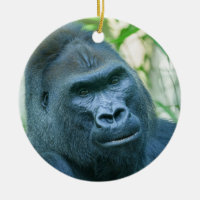 Unwavering Strength Silverback Gorilla Kito
