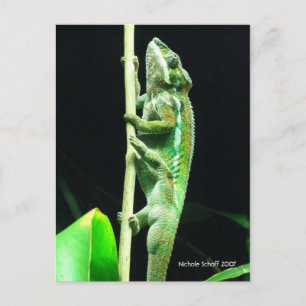 Up and Away Postcard