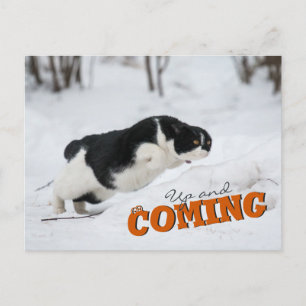 Up and Coming CC0685 Cat Postcard