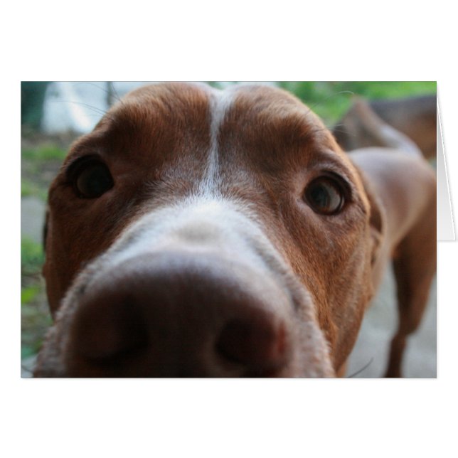 Up Close (Front Horizontal)