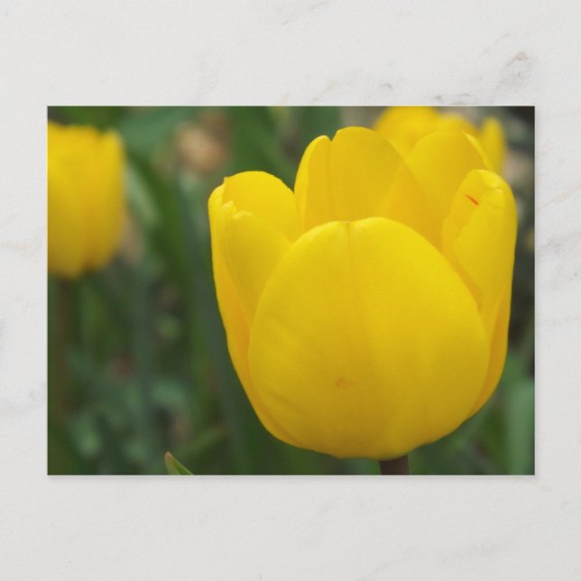 Up Close and Personal Postcard (Front)