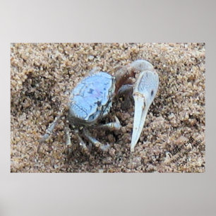 Up Close & Dirty ! ! Fiddler Crab Poster