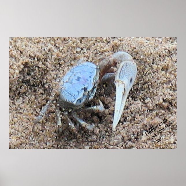 Up Close & Dirty ! !  Fiddler Crab Poster (Front)
