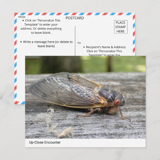 Up-Close Encounter with Nature: Cicada Postcard (Front/Back)
