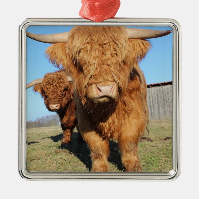 Up Close of Scottish Highland Cows Metal Ornament (Front)