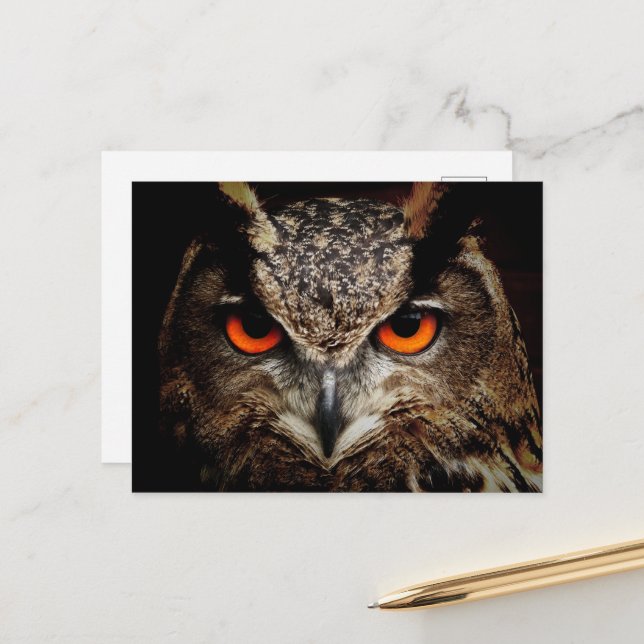 Up Close Owl with Orange Eyes Postcard (Front/Back In Situ)