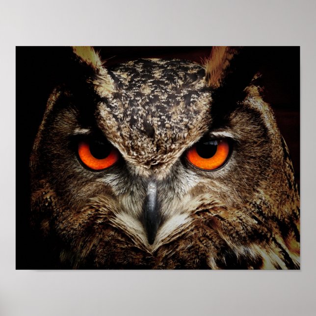 Up Close Owl with Orange Eyes Poster (Front)