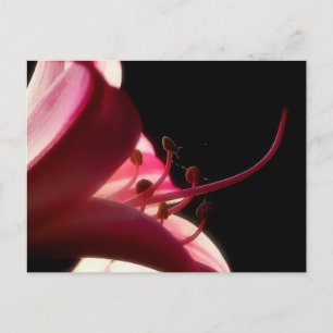 Up Close & Personal Postcard