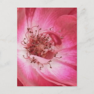 Up Close Vintage Pink Rose Postcard