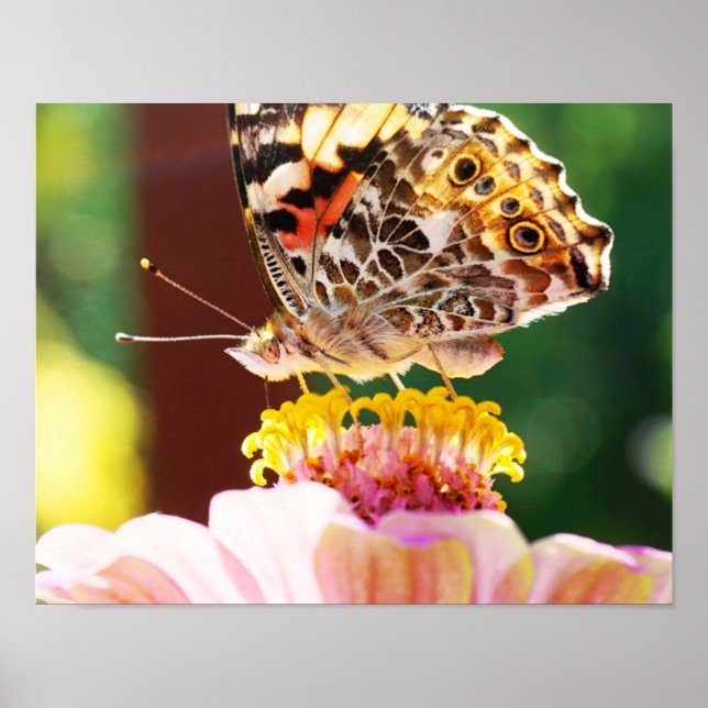 Up close with This Beautiful Butterfly Nature Art Poster (Front)