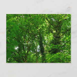 Up in the Trees Postcard
