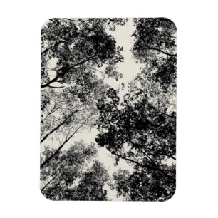 Up Through The Trees, 2018 SVP Images Magnet