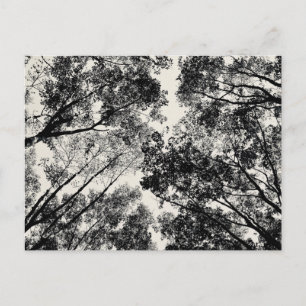 Up Through The Trees, 2018 SVP Images Postcard