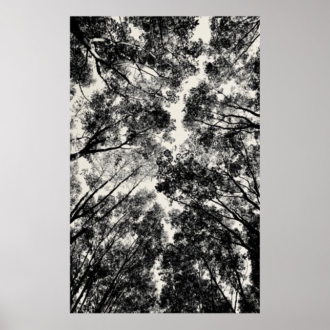 Up Through The Trees, 2018 | SVP Images Poster (Front)