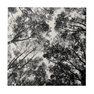 Up Through The Trees, 2018 SVP Images Tile