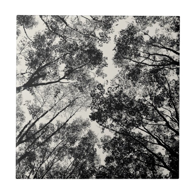 Up Through The Trees, 2018 | SVP Images Tile (Front)