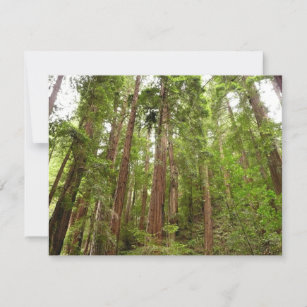 Up to Redwoods I at Muir Woods National Monument Card