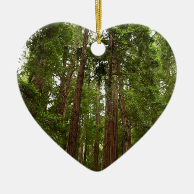Up to Redwoods I at Muir Woods National Monument Ceramic Ornament (Front)