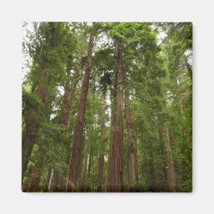 Up to Redwoods I at Muir Woods National Monument Magnet