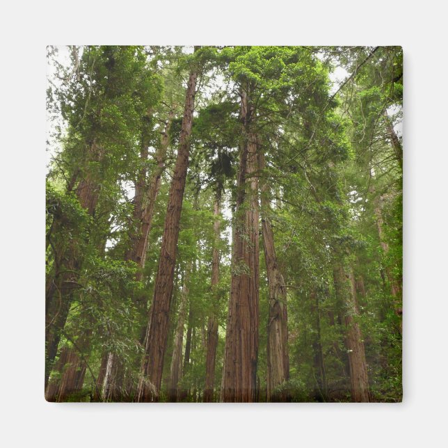 Up to Redwoods I at Muir Woods National Monument Magnet (Front)