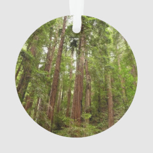 Up to Redwoods I at Muir Woods National Monument Ornament