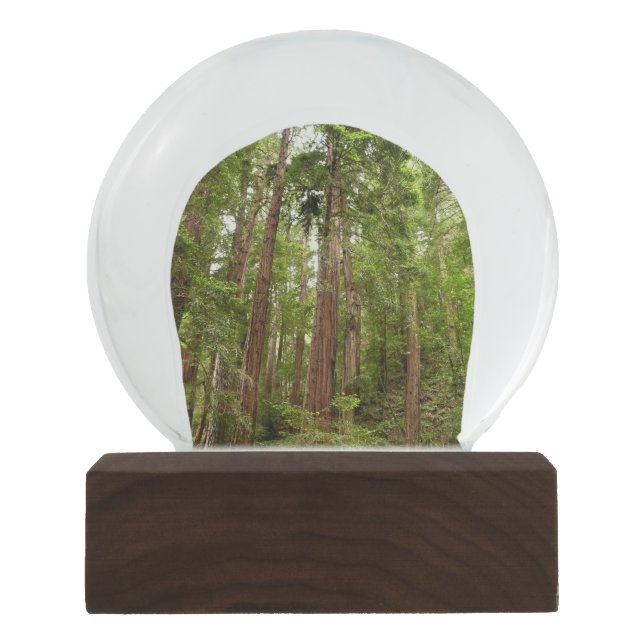 Up to Redwoods I at Muir Woods National Monument Snow Globe (Front)