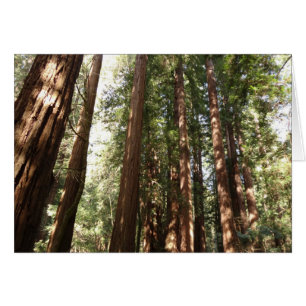 Up to Redwoods II at Muir Woods National Monument