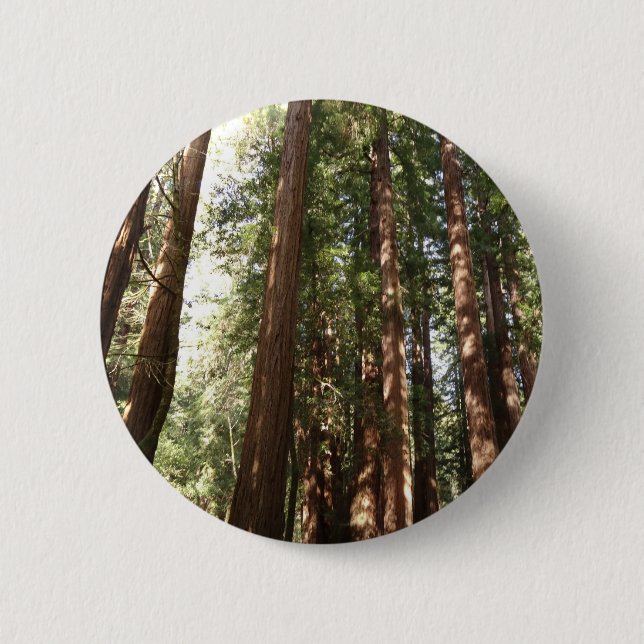 Up to Redwoods II at Muir Woods National Monument 2 Inch Round Button (Front)