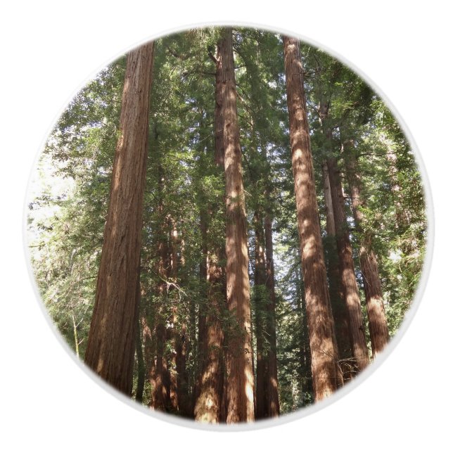 Up to Redwoods II at Muir Woods National Monument Ceramic Knob (Front)
