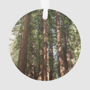 Up to Redwoods II at Muir Woods National Monument Ornament