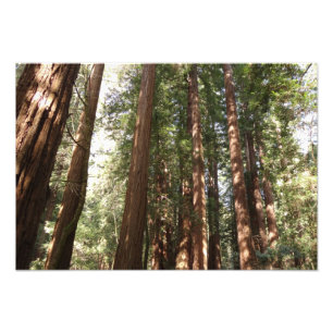Up to Redwoods II at Muir Woods National Monument Photo Print