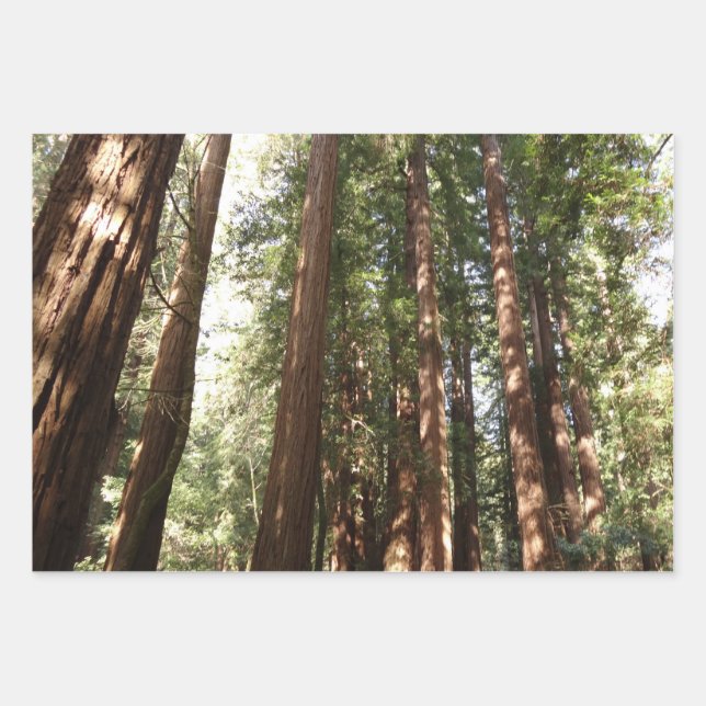 Up to Redwoods II at Muir Woods National Monument Wrapping Paper Sheet (Front)
