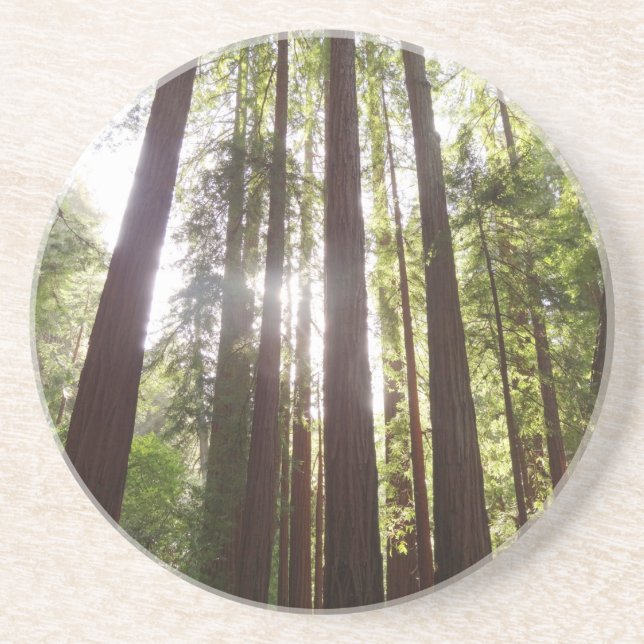 Up to Redwoods in the Morning Coaster (Front)