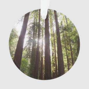 Up to Redwoods in the Morning Ornament