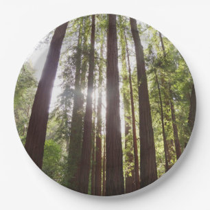 Up to Redwoods in the Morning Paper Plate