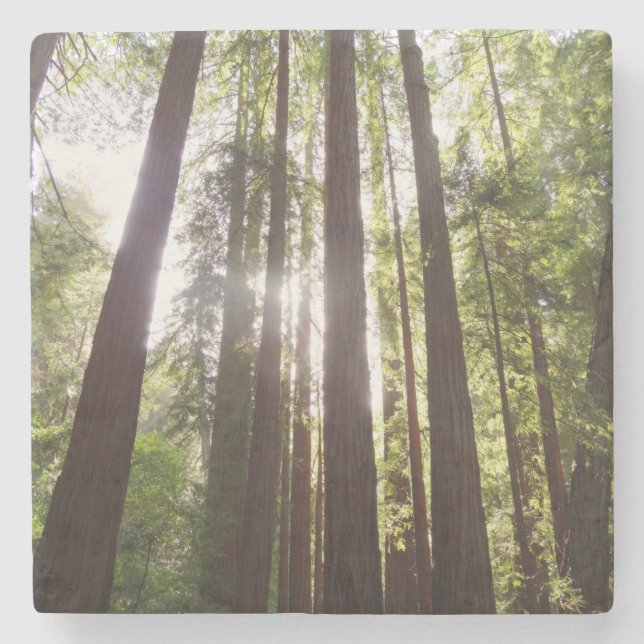 Up to Redwoods in the Morning Stone Coaster (Front)