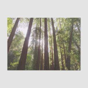Up to Redwoods in the Morning Tissue Paper